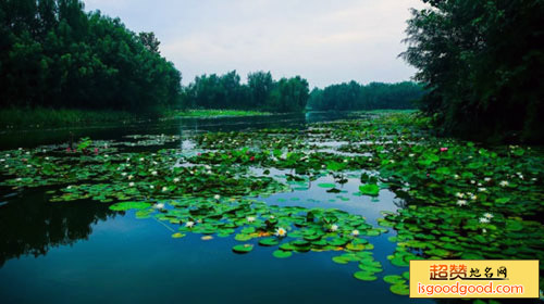 台儿庄运河湿地公园