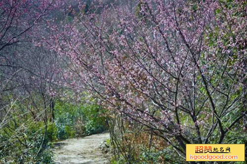 鸡公山桃花寨景区