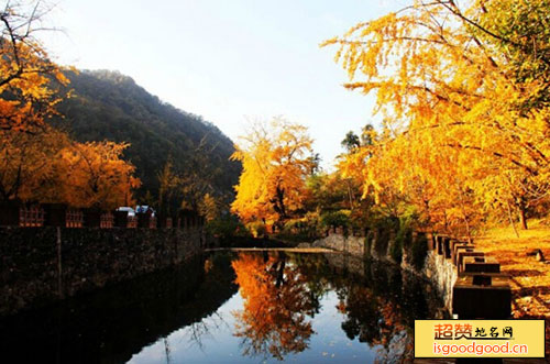 钱冲古银杏生态旅游区