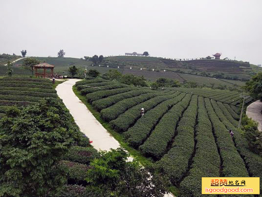 万古茶园景区