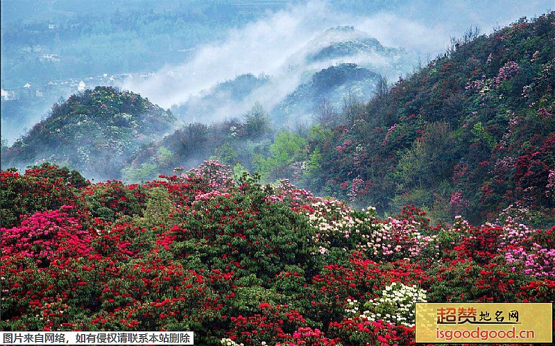 百里杜鹃风景区