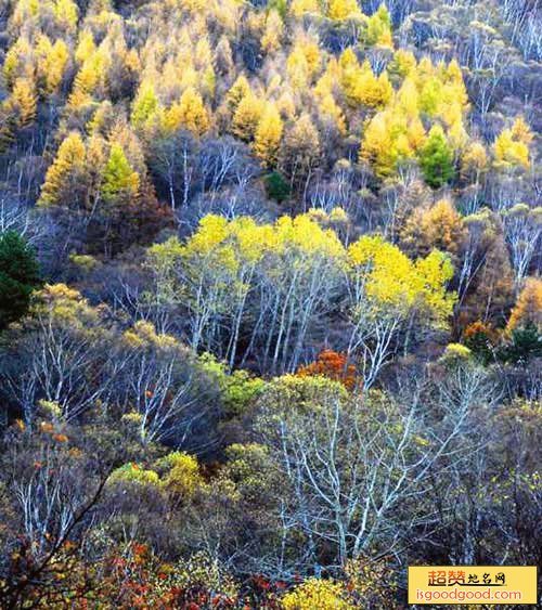 太岳山森林公园