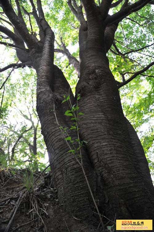 野樱桃王