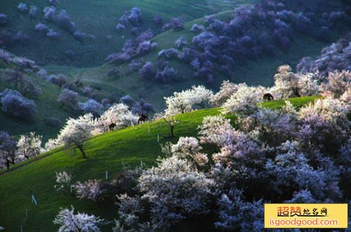 杏花山旅游景点