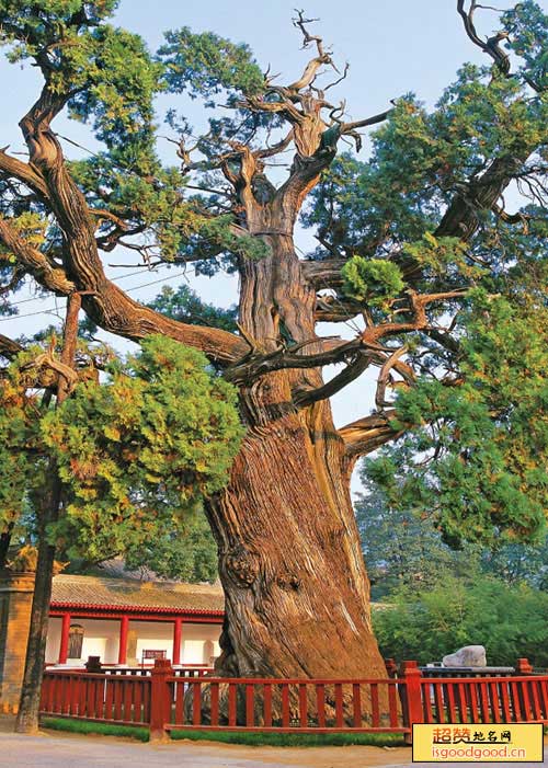 黄帝手植柏