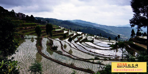 茗岙梯田