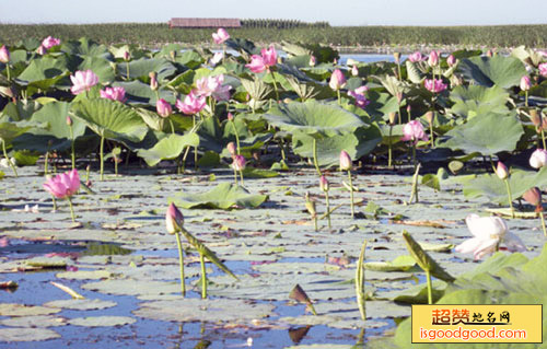 莲花湖