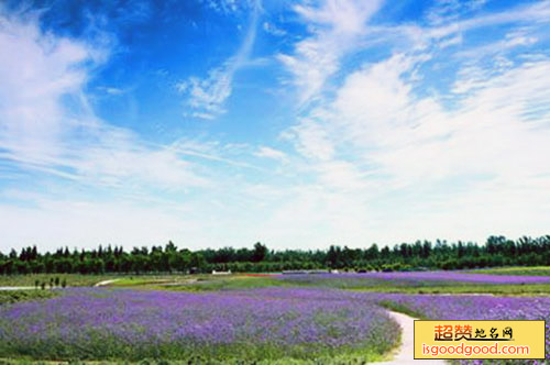 梦幻紫海香草庄园