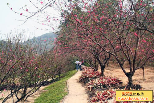 南国桃园旅游度假区