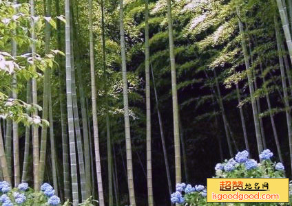 楠竹山森林公园