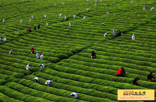 水口茶文化旅游景区