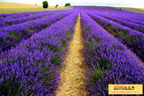 洛阳中国薰衣草庄园