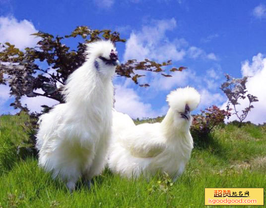 武山乌鸡生态示范园